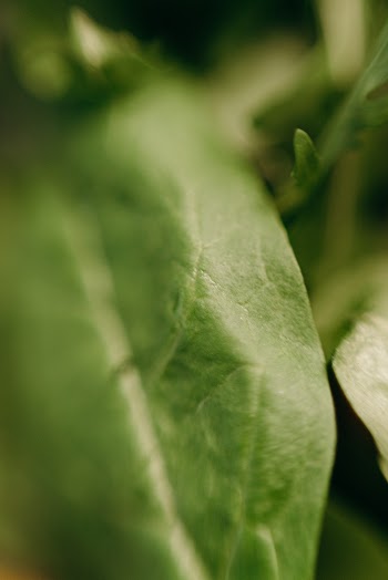 Green Leaf