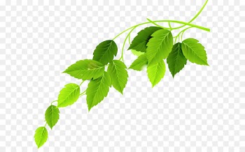 Green leaf 