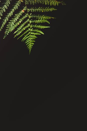 green leaf