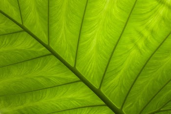 Green Leaf