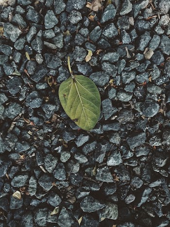 Green Leaf