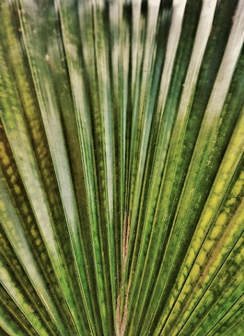 Green Leaf