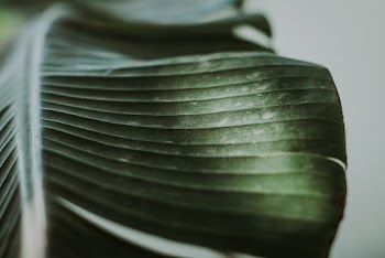 Green Leaf
