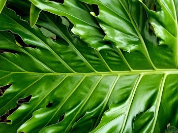 Green Leaf