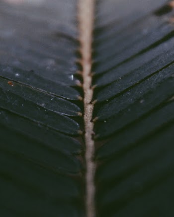 Green Leaf