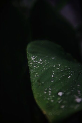 Green Leaf