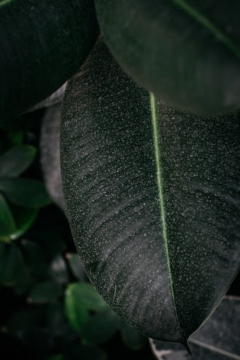 Green Leaf