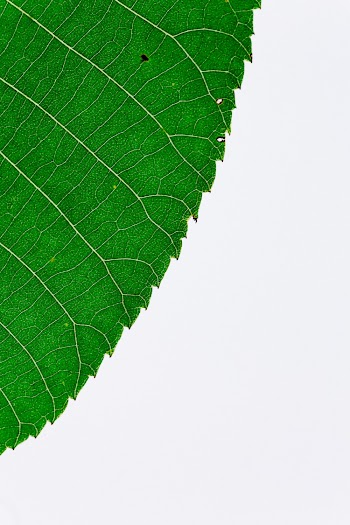 Green Leaf