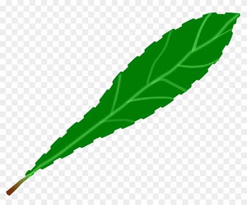Green Leaf 2 - Single Green Leaf Clip Art
