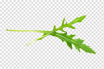 Green leaf , Arugula Vegetable Salad Sesame Leaf, Sesame leaf closeup transparent background PNG clipart