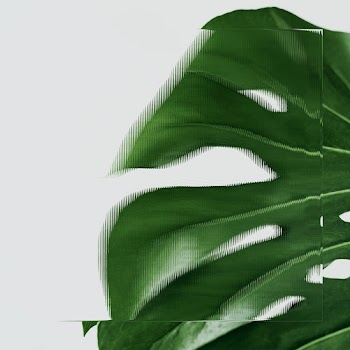 Green leaf background with patterned glass… | Free stock photo | High Resolution image