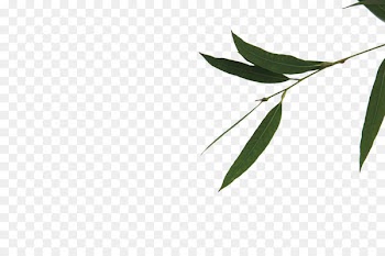 Green Leaf Bamboe Gratis - Bamboo leaves 