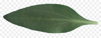 Green Leaf - banana leaf texture 