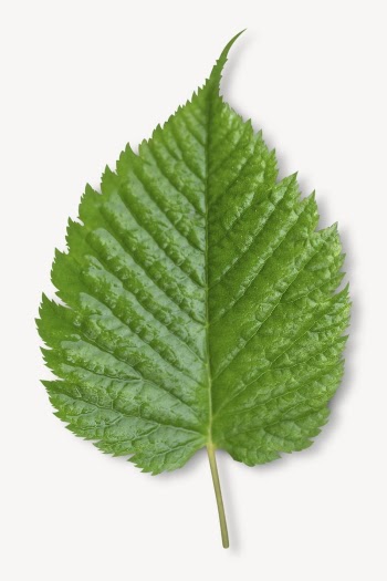 Green leaf, botanical collage element | Free PSD - rawpixel