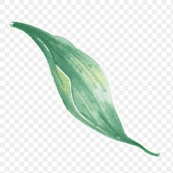 Green leaf botanical transparent png watercolor sticker