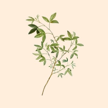 Green leaf branch, botanical design, | Free Photo Illustration - rawpixel