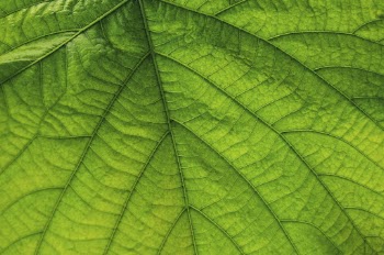 Green leaf close up background, | Free Photo - rawpixel