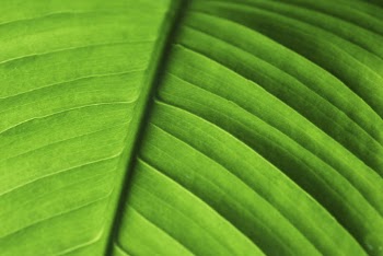 Green leaf close up background, | Free Photo - rawpixel