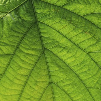 Green leaf close up background, | Free Photo - rawpixel