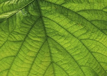 Green leaf close up background, | Free Photo - rawpixel