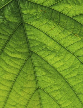 Green leaf close up background, | Free Photo - rawpixel