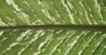 Green leaf close up background, | Free Photo - rawpixel