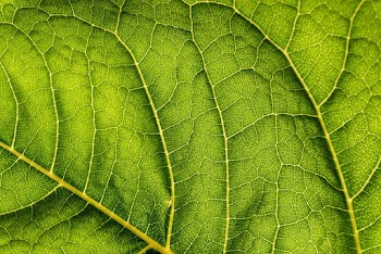 Green-leaf Close-up Photo