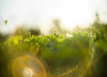 Green Leaf Close-up Photography