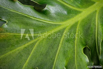 Green leaf closeup
