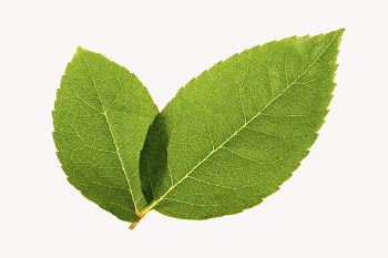 Green leaf collage element, botanical | Free PSD - rawpixel