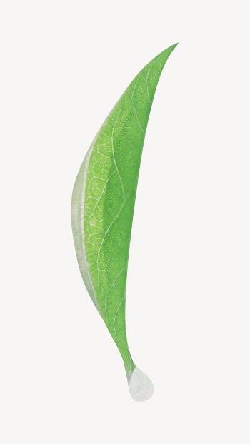 Green leaf collage element, isolated | Free PSD - rawpixel