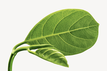 Green leaf collage element psd | Free PSD - rawpixel