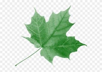 Green Leaf Consulting Services - Precious Moments We Shared In Time