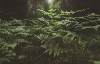 Green Leaf Ferns