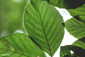 Green leaf | Free public domain photo - 600075