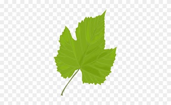 Green Leaf - Greenleaf