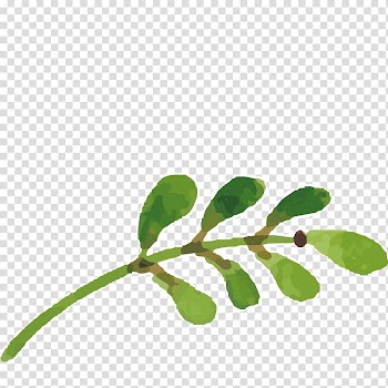 Green leaf illustration, Branch Leaf Watercolor painting Oil painting, Hand-painted flowers,Beautiful,watercolor,Oil painting effect,Flowers,Leaves transparent background PNG clipart