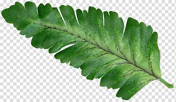 Green leaf illustration, Leaf Branch Icon, Leaves transparent background PNG clipart