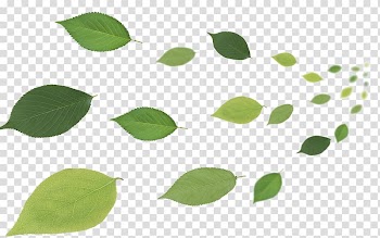 Green leaf illustration, Leaf Desktop , Flying leaves transparent background PNG clipart