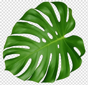 Green leaf illustration, Leaf Swiss cheese plant Tropics , tropical transparent background PNG clipart