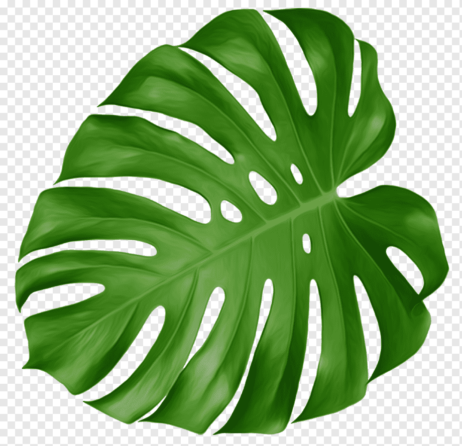 green leaf illustration, Leaf Swiss cheese plant Tropics, tropical, watercolor Painting, botany, color png