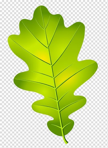 Green leaf illustration, Oak leaf cluster Acorn, leaves transparent background PNG clipart