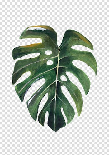 Green leaf illustration, Paper Leaf Swiss cheese plant Watercolor painting Drawing, Watercolor dry leaves transparent background PNG clipart