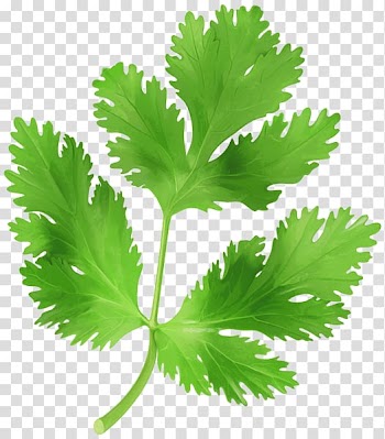 Green leaf illustration, Parsley Coriander Vegetable , parsley transparent background PNG clipart