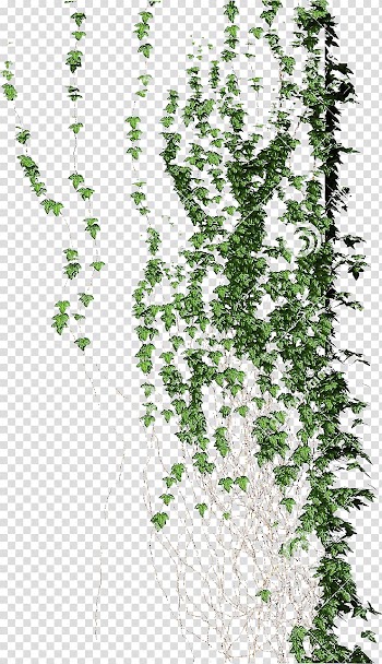 Green leaf illustration, Planta trepadora Vine Flora Liana, climb transparent background PNG clipart