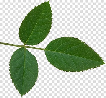 Green leaf illustration, Rose Leaf Plant Leaves , rose leaves transparent background PNG clipart