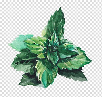 Green leaf illustration, Water Mint Leaf Green Lemonade, Mint leaves transparent background PNG clipart