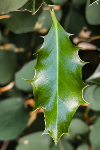Green Leaf in Close Up Photo
