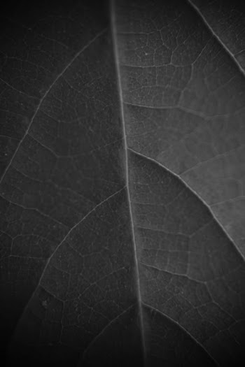 Green Leaf in Close Up Photography · Free Stock Photo