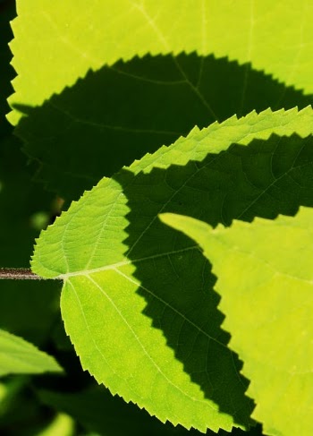 Green Leaf in Close Up Photography · Free Stock Photo
